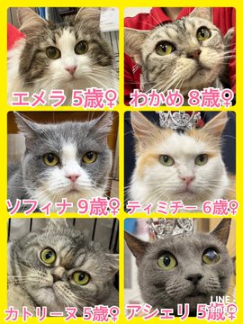 🐾今日の里親様募集中ニャンコ🐱メンバーです🐾2023,4,30【保護犬カフェ天神橋店】